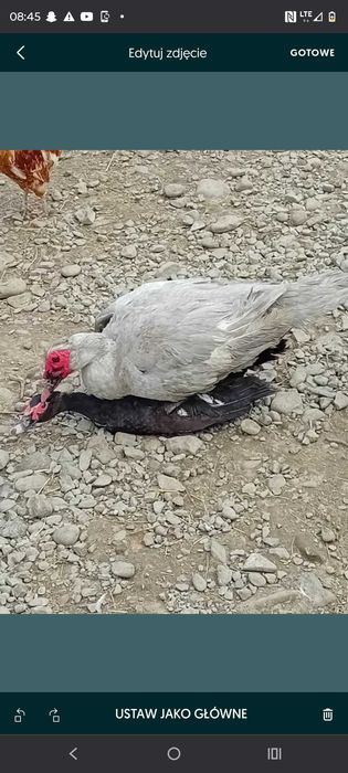 Kaczki i kaczory różnych ras