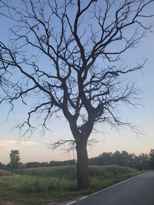 Wycinka Trudnych drzew , karczowanie działek , zrębkowanie gałęzi .