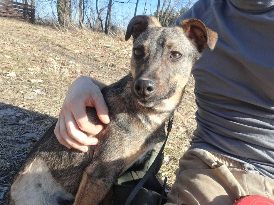 Inka, suczka do adopcji