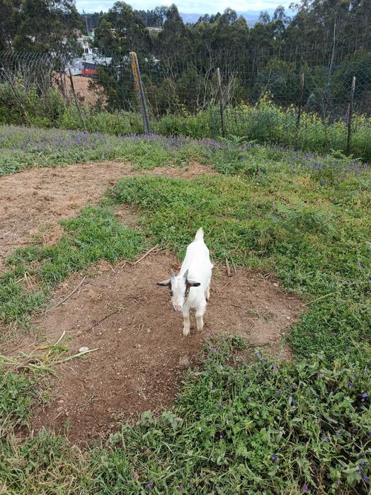 Tenho Cabrito para venda