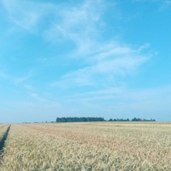 Wydzierżawię Pole 2.3ha - Widok 3