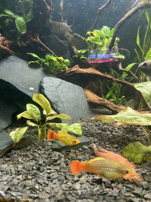 Zmienniak wielobarwny Variatus Multicolor- Platka Łódź Polesie • OLX.pl