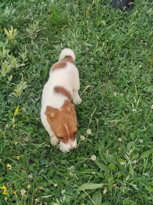 Jack Russell Terrier