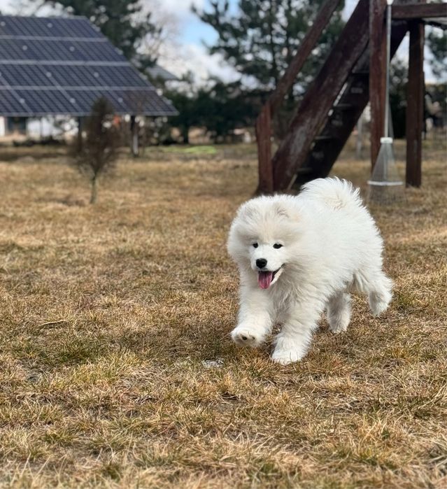 Samoyed szczenię ZKwP/Fci