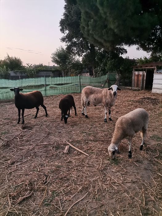 Carneiro raça pura churra bragançana