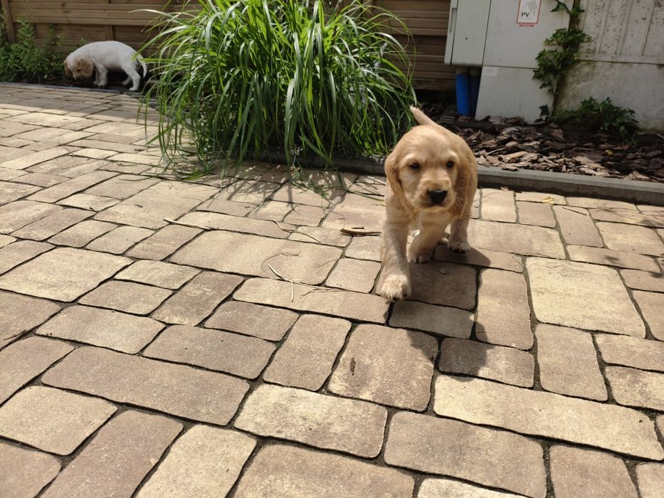 Cocker Spaniel Angielski