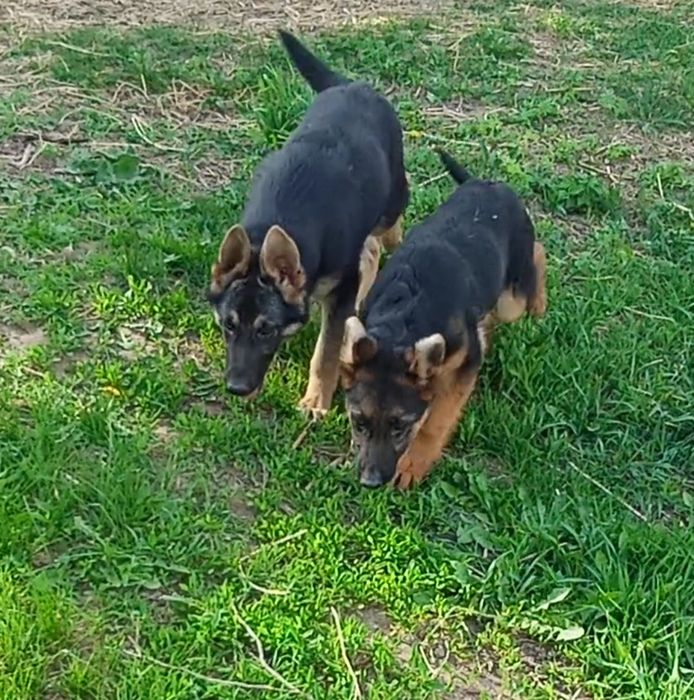 Две роскошные суки .