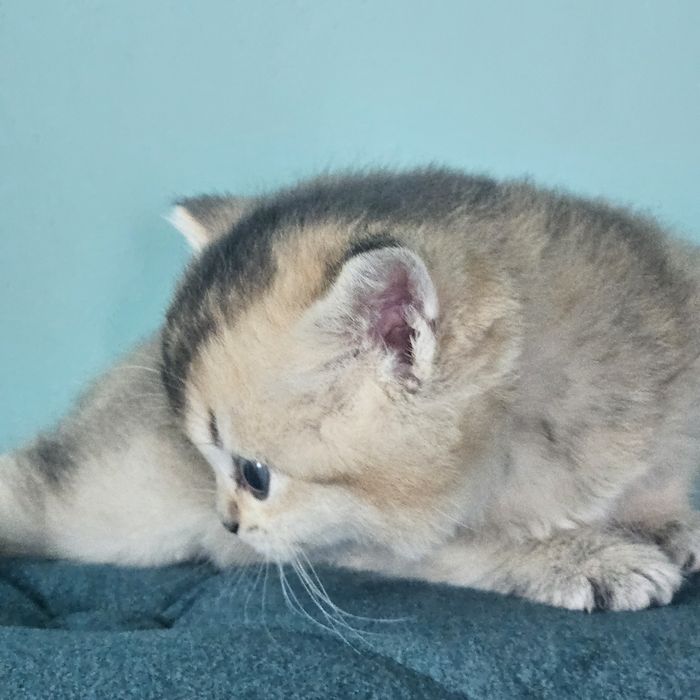 Ляльковий британчик  золотої шиншили