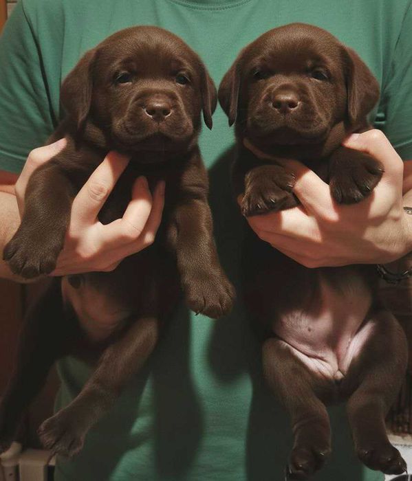 Шоколадні лабрадори з документами КСУ-FCI