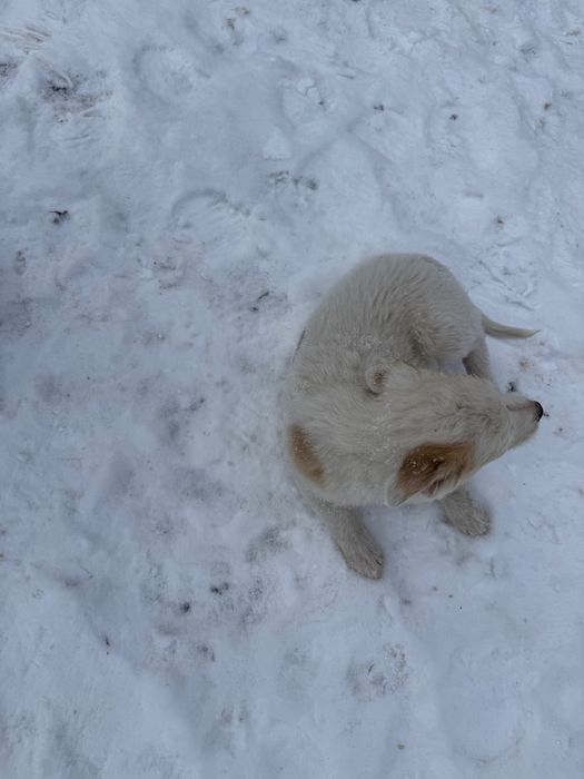 Цуценята шукають дім (від 22.10) - дівчинка