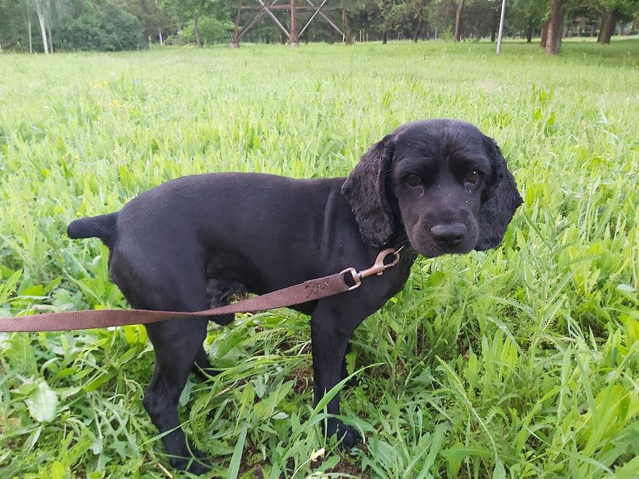 Стрижка кошек , собак, кроликов