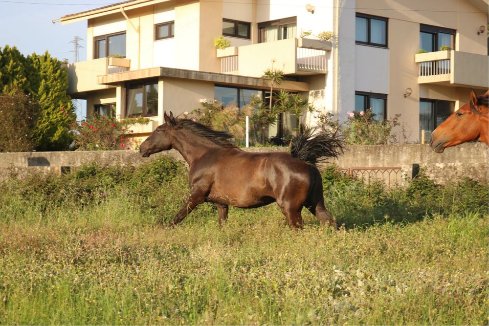 Lusitana pontuada gestante palomino