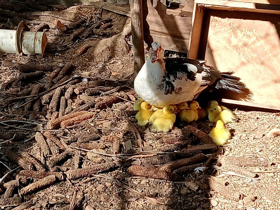 Patos mudos bebés