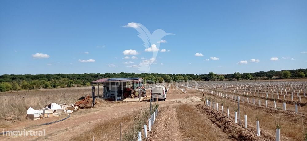 Olival Super Intensivo de 5,9ha à venda em Cano- Sousel