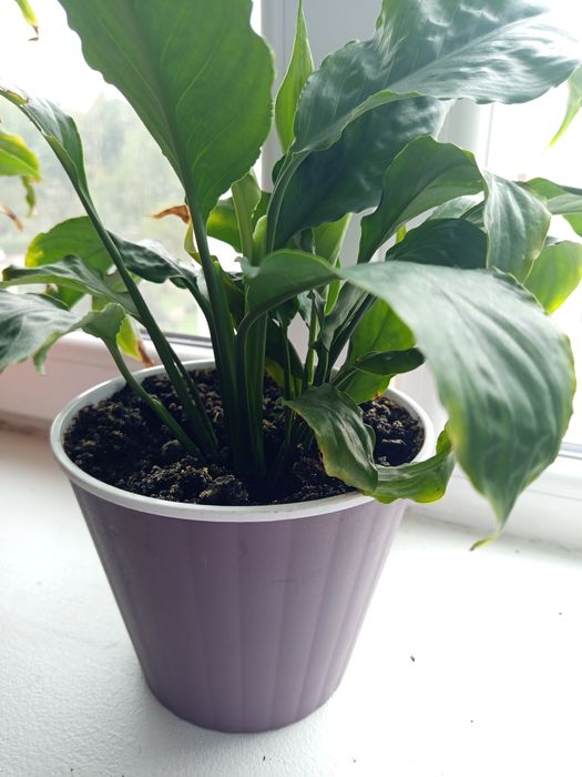 Спатифілум та Сансев'єрія