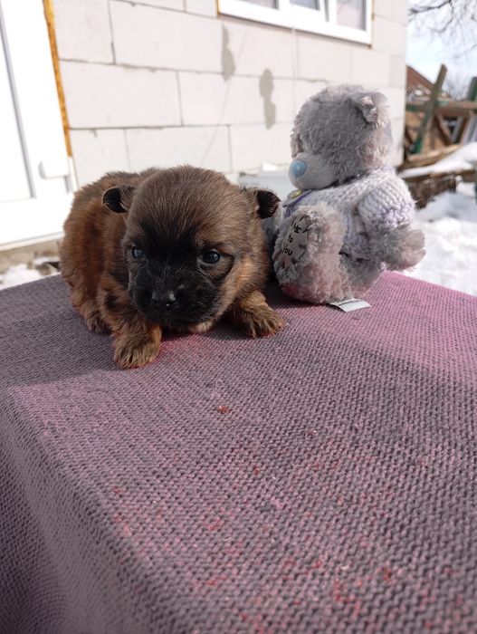 Хлопчик пікінессс