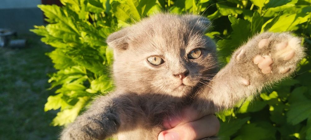 Кошенята в добрі руки