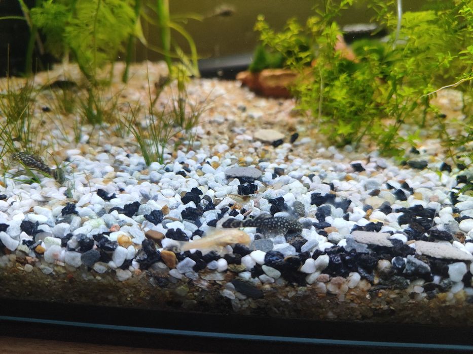 Zbrojnik niebieski młode 3cm