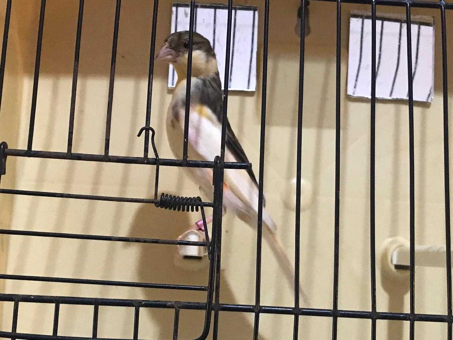 canário arlequim português