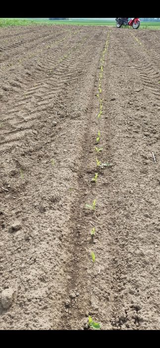 Siewnik  Becer Aeromat do kukurydzy