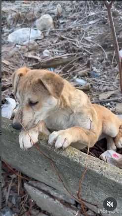 Милый и добрый щенок! Возьмите!