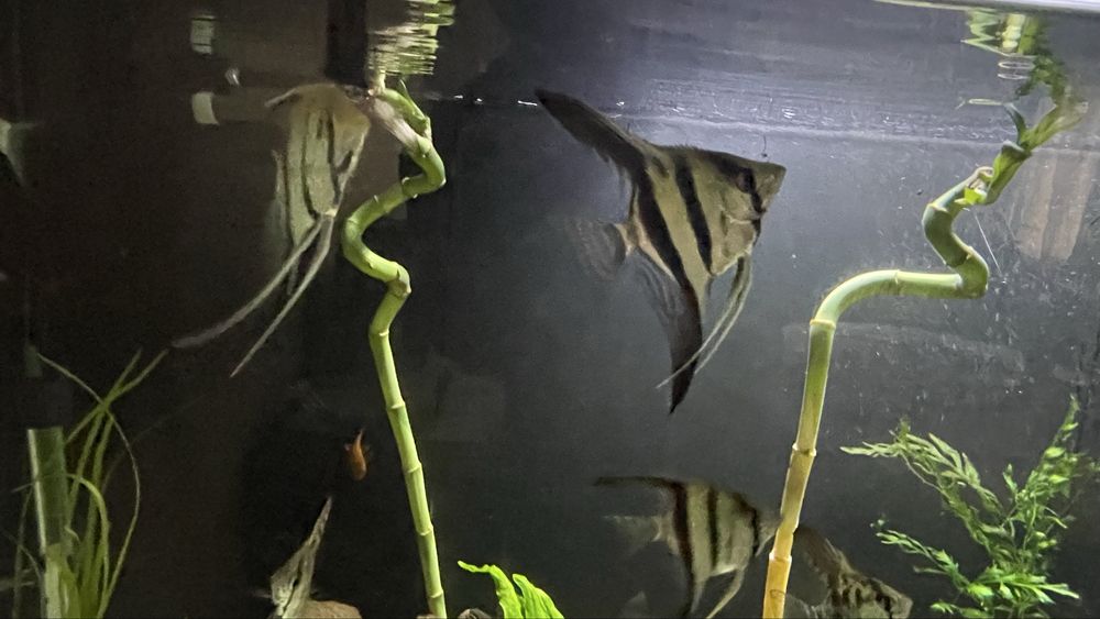 Vendo minha fauna , pedras tronco  e flora.