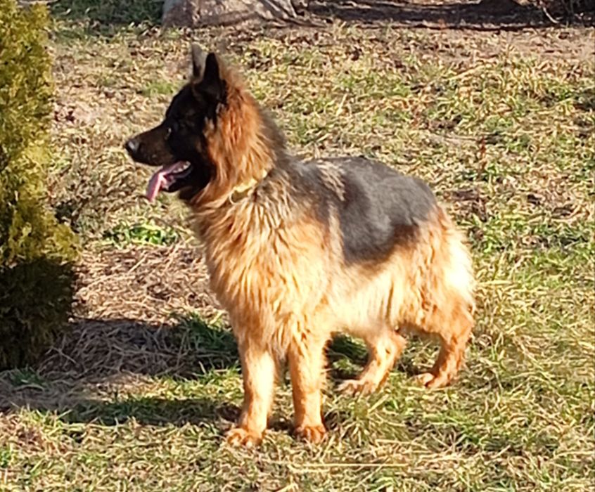 Німецька вівчарка довгошерста