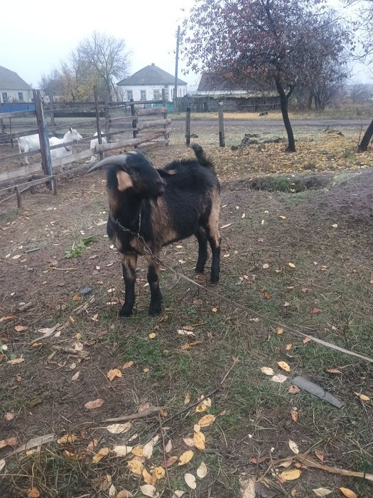 Продам племінного козла