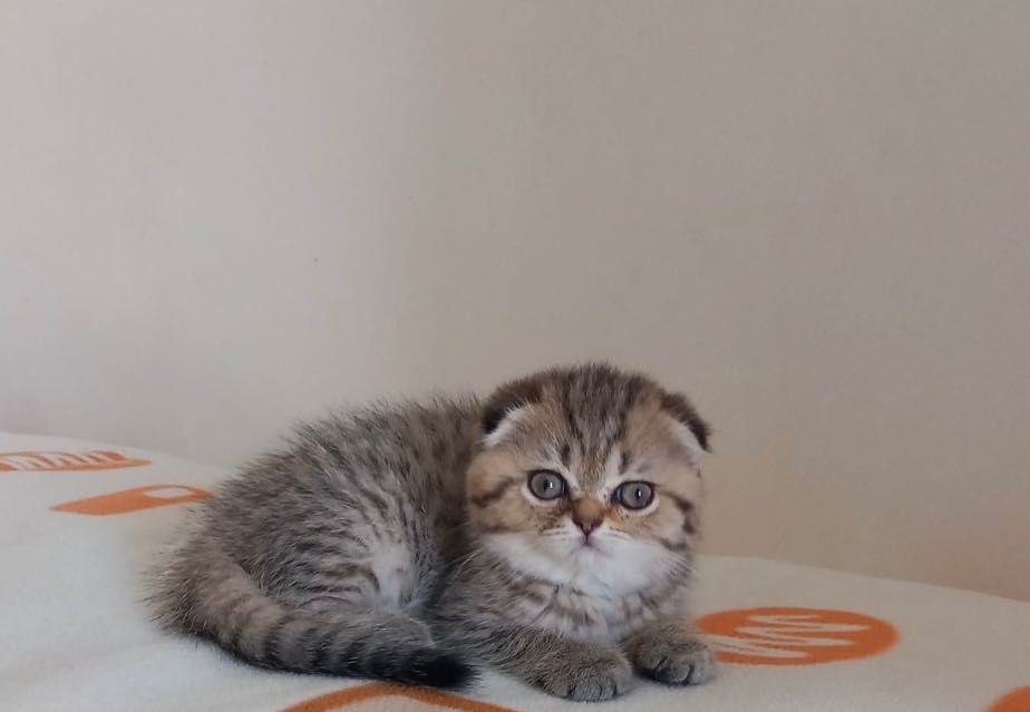 Scottish fold gatinho