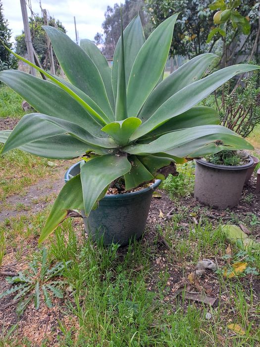 Planta em vaso..