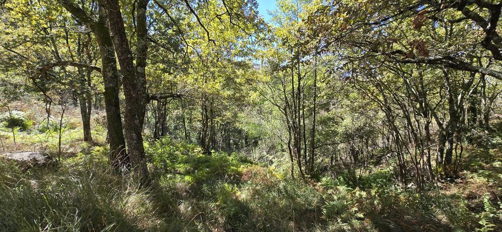 Quinta com Ruínas e Água de Mina – Projeto Off-Grid Total
