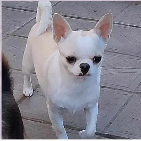 Ишет дом и семью чихуахуа