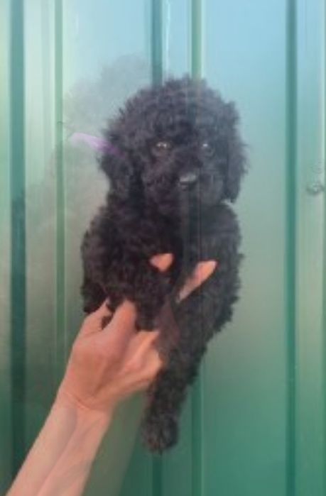 Той пудель мальчики.