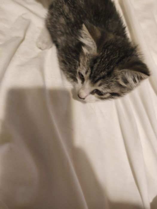 Gatinha para doação tem 2 meses e 1 semana