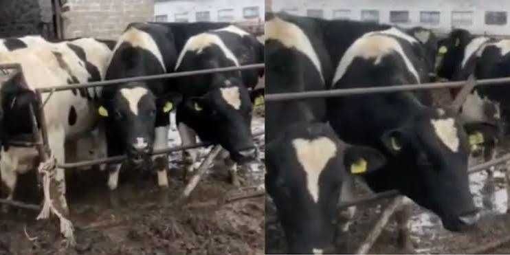 Продам корову не дорого
