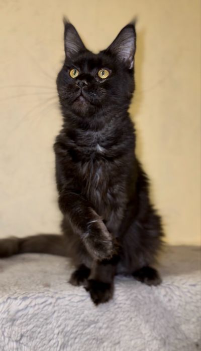 Виводиться з розведення киця мейн-кун