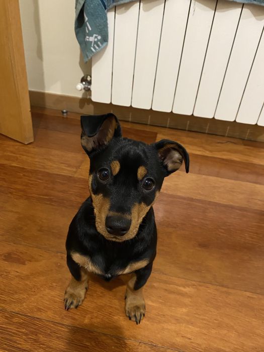 Pinscher adulto de 2 anos, castrado e muito energético
