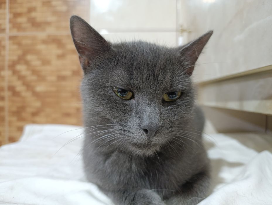 Кіт. Киця. Кошеня.