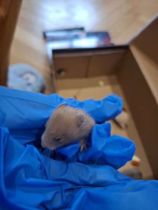 Prawdziwe Chomik syryjski młode domowe