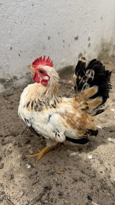 Galitos jovens seramas