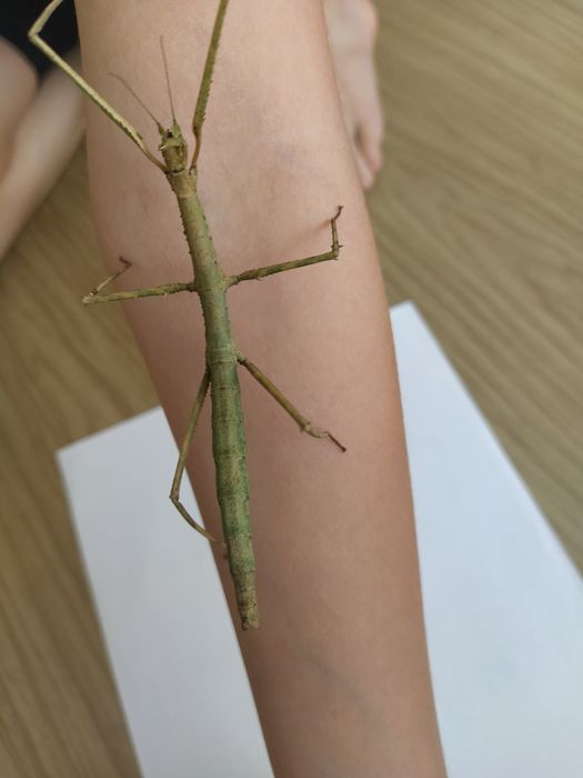 Палочник Аннамский необычный домашний питомец