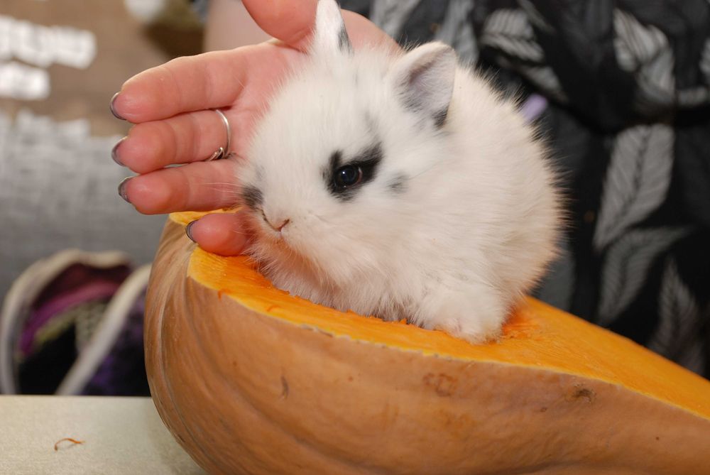 MiniLop карликовий коротковухий нідерландський кролик супер міні