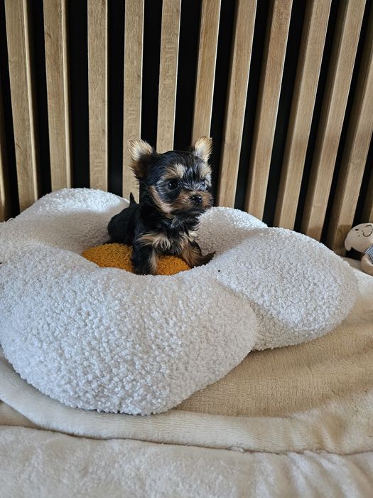 York - yorkshire terrier maluszek