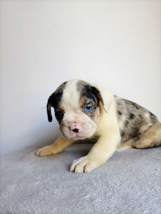 Bulldog francês fêmea cor exótica