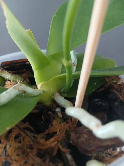 Орхідея фаленопсис Green World