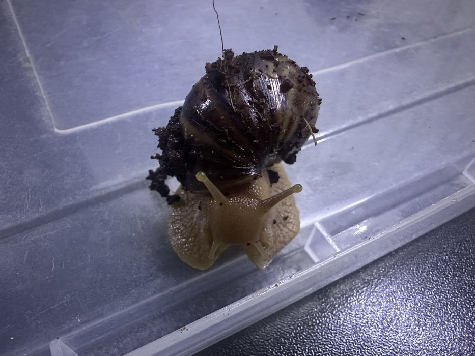 Равлики косметичні