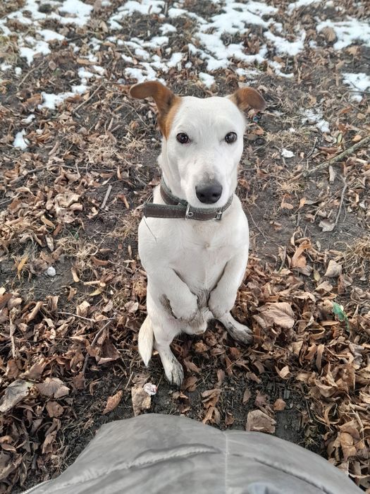 Хлопчик на в'язку прода Джек Рассел Тер'єр