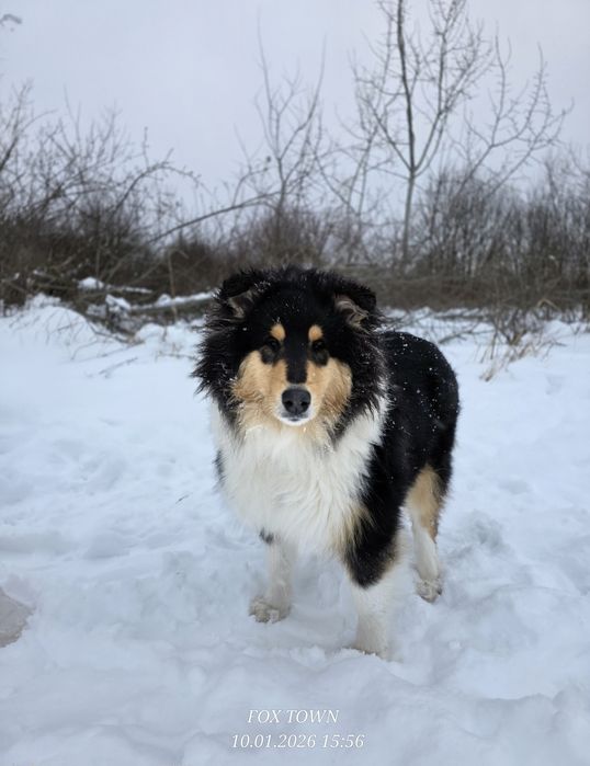 Продається цуценя коллі довгошерстного