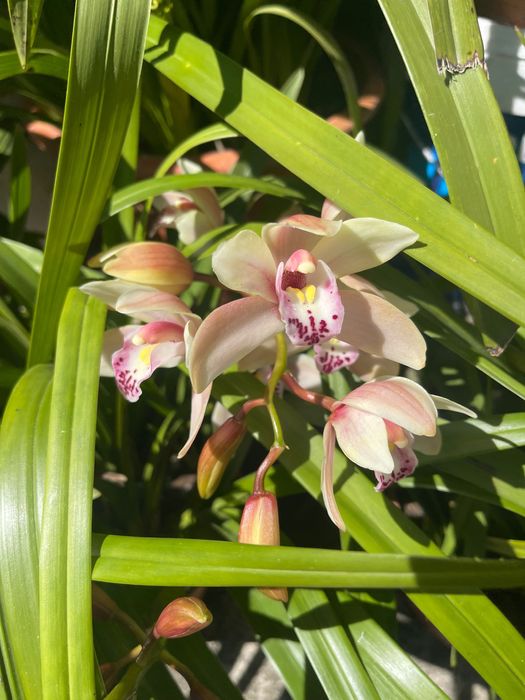 Orquídeas para venda