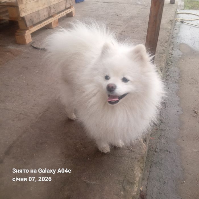 Мальчик шпиц на вязку